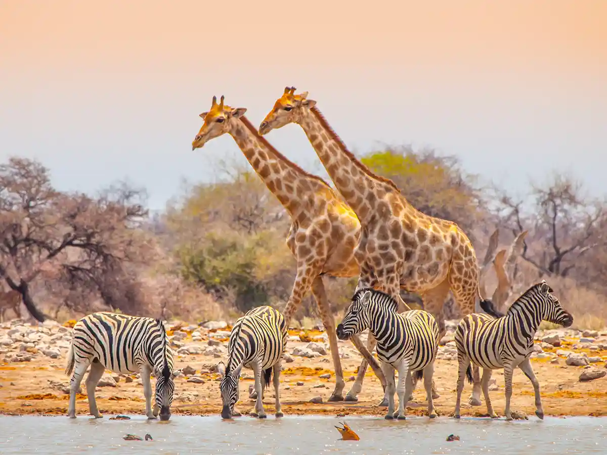 Two giraffes and four plains zebras at a waterhole in Etosha National Park in soft late-afternoon light.